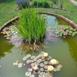 armandomarcofuertebotanica.com